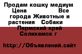 Продам кошку медиум › Цена ­ 6 000 000 - Все города Животные и растения » Собаки   . Пермский край,Соликамск г.